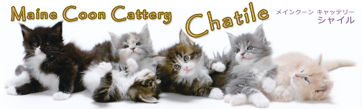 メインクーン・キャッテリー・シャイル